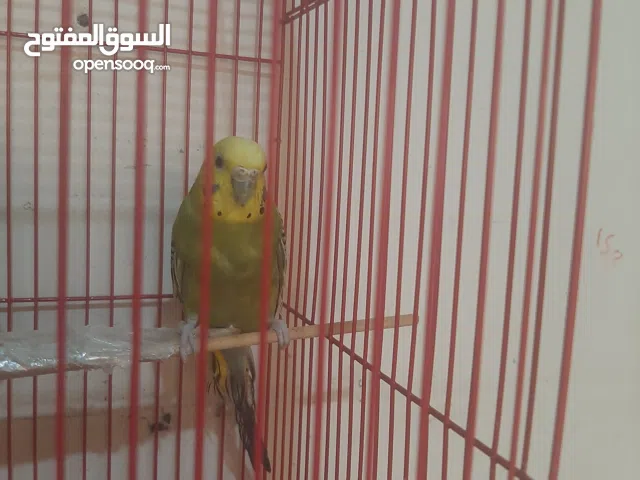 عصفورين بادجى للبيع بدون قفص 15 دينار لو تبي تشترىهم جيب معاك قفص