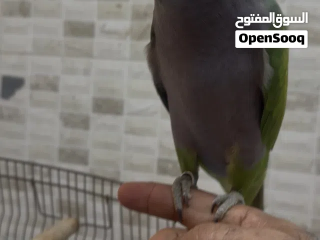 نيبالى هولندى