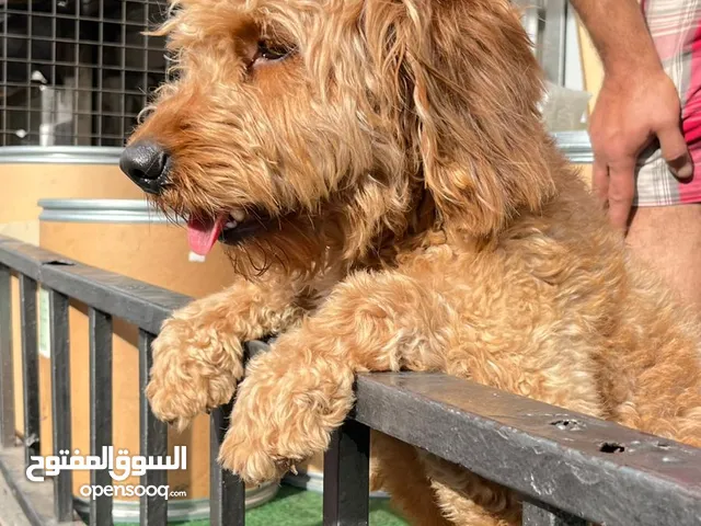 بودل ذكر العمر سنه