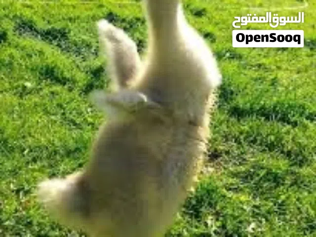 ابحث عن صغار وز
