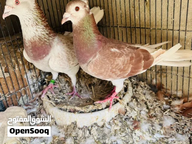 زواجل مكعكلات طيرة وفحل وبناتهن طيور رس جناردن صحة فول