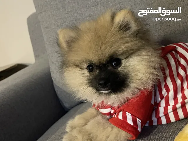 Pomernian teacup fully vaccinated with passport 2.5 month