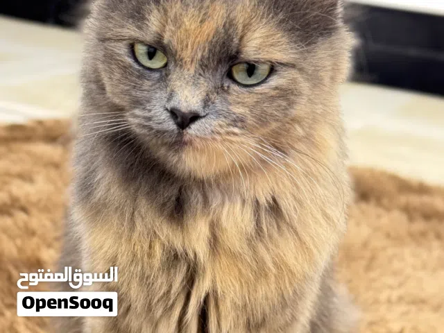قطة شيرازي مع صغارها عدد 2انثى