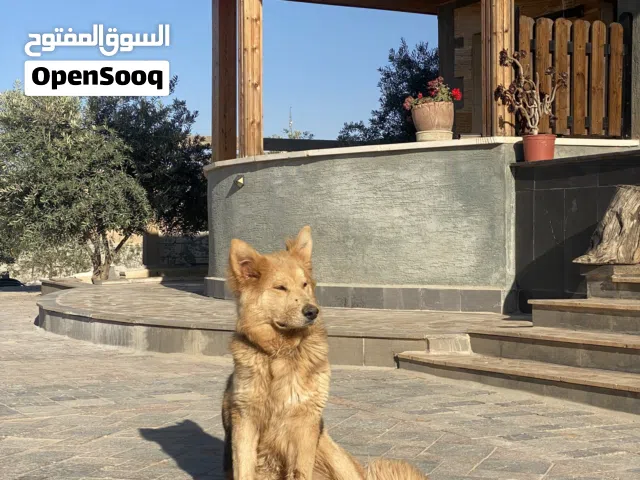 كلب الاسكا على جيرمن