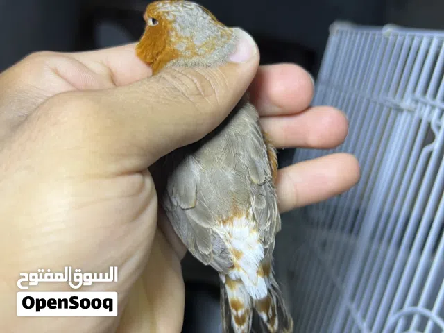فناجس سوبر جامبو الفحل فول اورنج كري والنثيه فول طيور صبغة حلوه طيور مضمونات