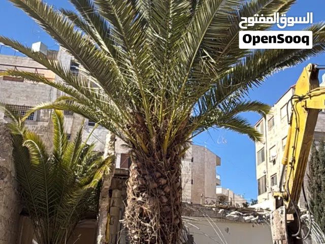 شجرة نخيل للبيع