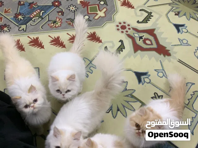 هملايا الام والاب بيرشن العمر سنه