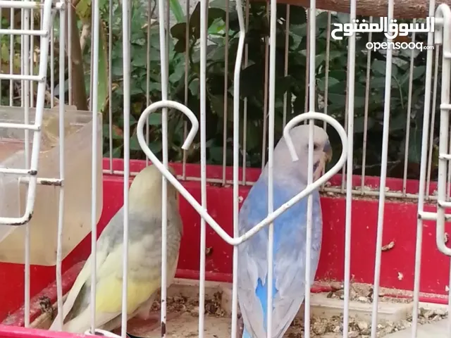 زوج بادجي منتج ومضمون ولون خيالي مع 5فروخ وقفص صغير وبياضه