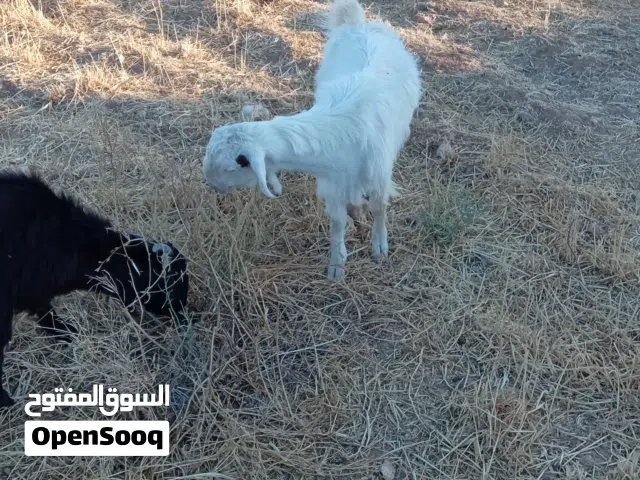 جدي ابيض ابرص شغل تربايه