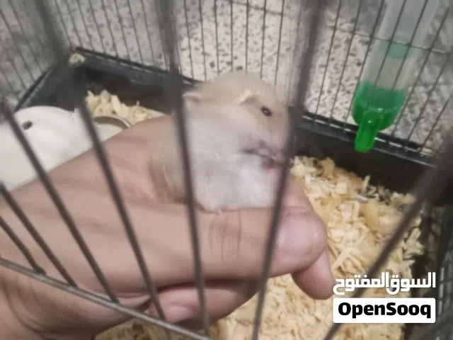 هامستر للبيع شوف الوصف