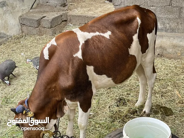 بقره محليه للبيع