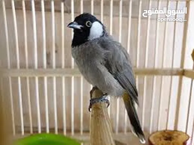 بلبل عراقي بوجنتين