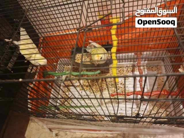 عصفير روز عمان