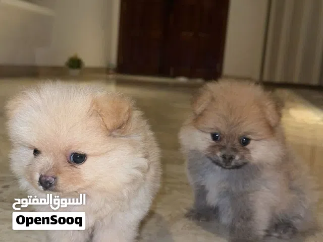 2 Male Pomeranian Puppies