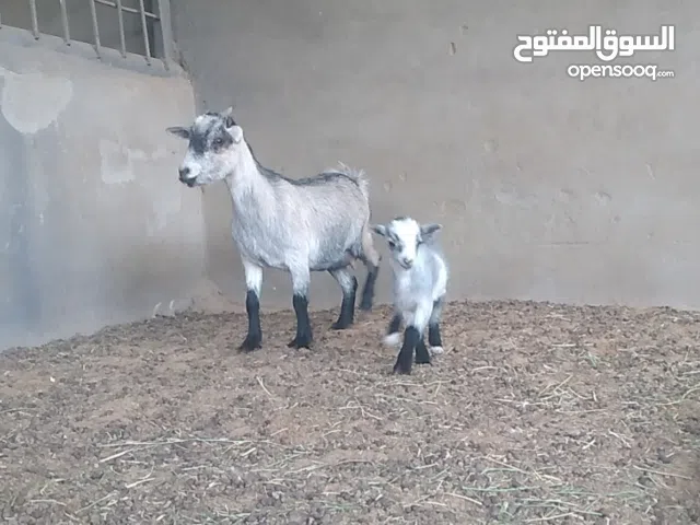 عنز كردية للبيع