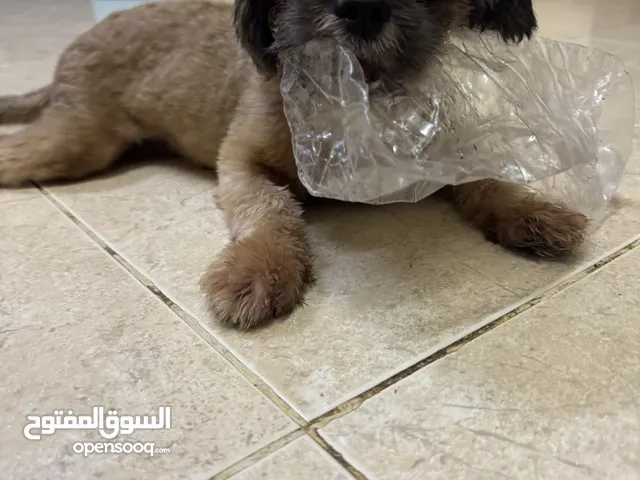 Shihtzu Male Salalah Only