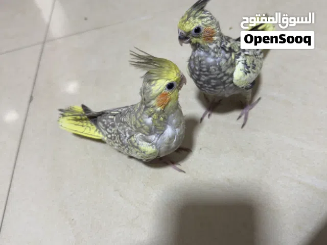 Cocktail birds for sale