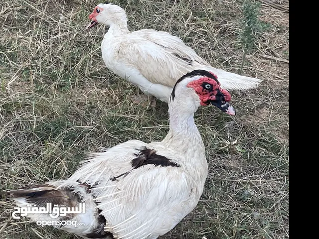 بط عربي العدد4 ذكر وتلات اينات العمر فوق من سنه نضاف جدا