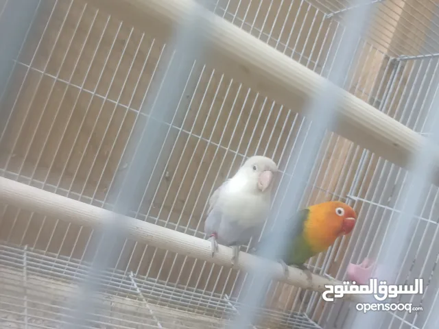 جوز فيشر حجم كبير مضمون شوف الوصف