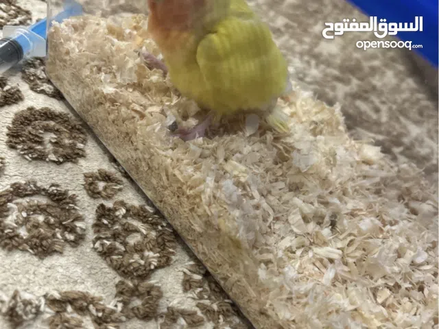 لاف بيرد اليف نهاية عس يطير