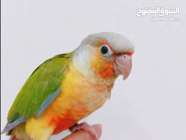 Hand-Raised Pineapple Conure – Friendly & Vibrant Companionكونيور باينابل أليف – ألوان جميلة وطبع لط