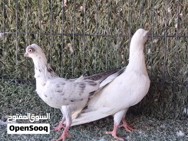 جوز بدبست وطيره كشكيه مع ابنها
