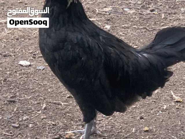 ديج اسود بالوني