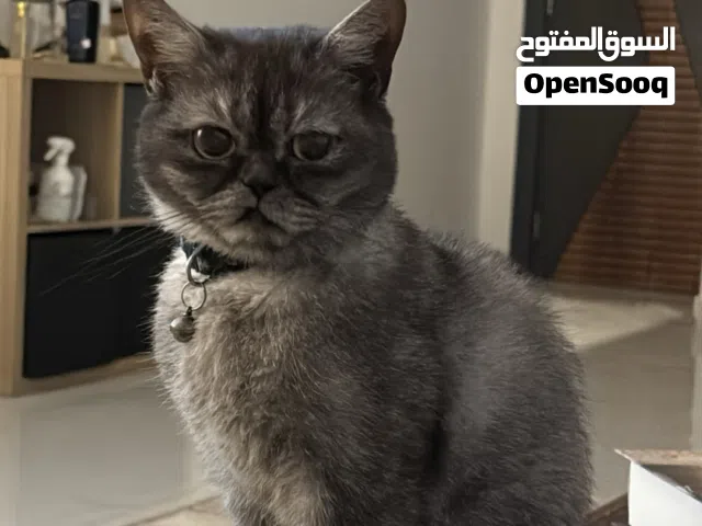 برتيش شورت هير
