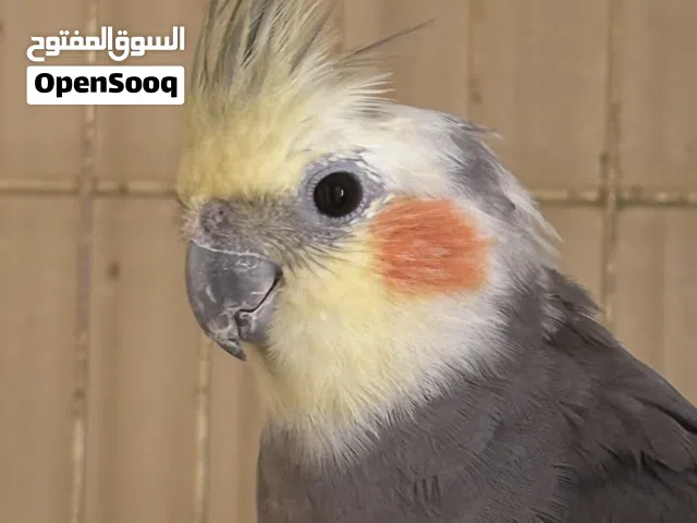 كوكتيل زوج للبيع منتج ب 25 ريال