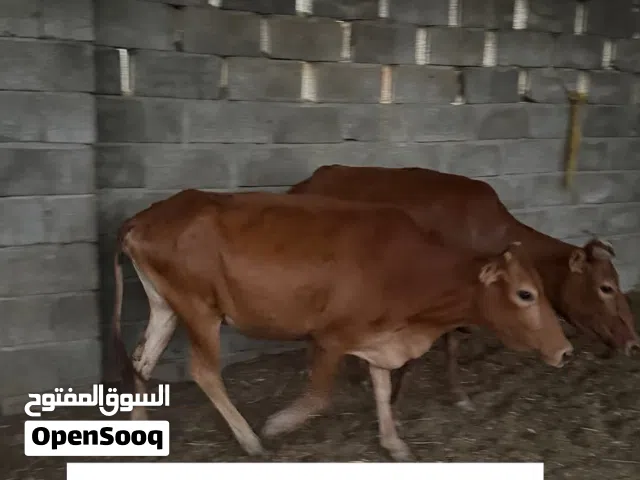بقر إناث محلي