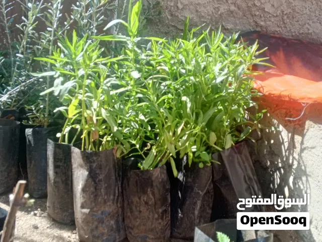 حبق حائلي ....للبيع