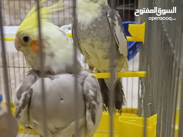 بغبغاء كوكتيل ايزابيل عدد 2