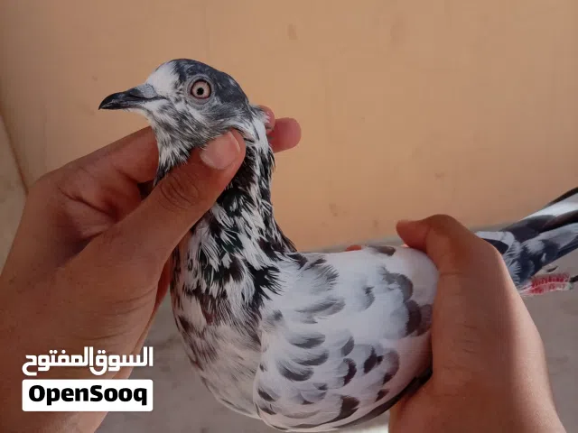 للبيع حمام باكستاني زوج و حمامه المجموع 3 Pakistani pigeon for sale