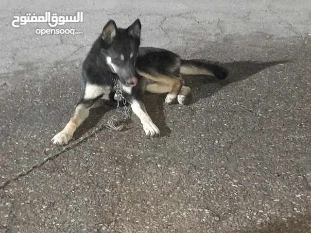 هاسكي عمرو سنة لون مميز لعوب وذكي جدا ومدرب على الطاعة