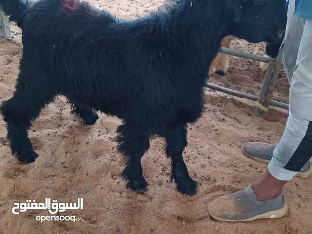 بیع الماعذوخروف السعرمناسب۔ماعز550خروف650و700
Sheep and goat for sale
goat 550sheep650.700