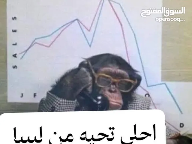 فلوسي50ورقي نبي ايفون