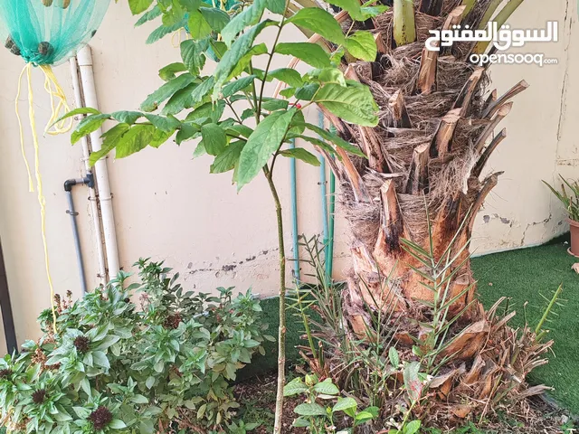 شتلات التوليب الأقريقي African tulip tree