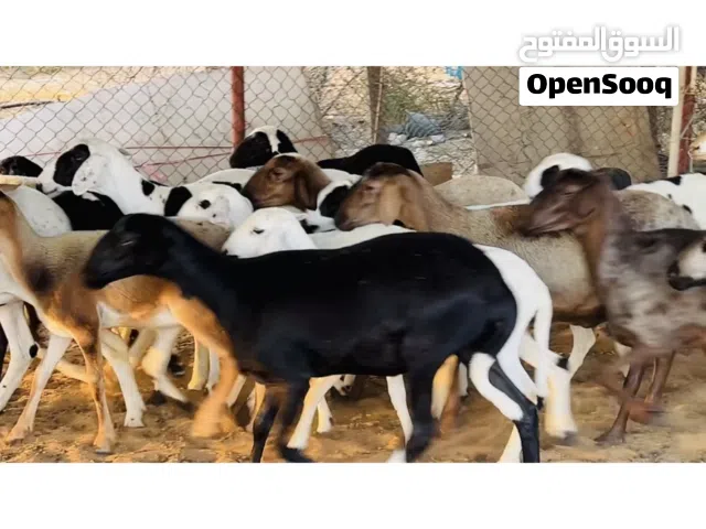 للبيع الحلال قبرصي