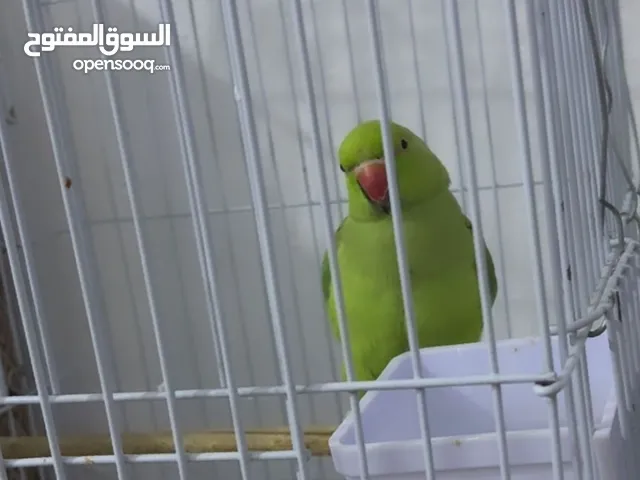 ما تقعد في اليد
