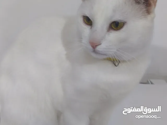 قطه خاو ماني أو شيرازيه للبيع بلبصره