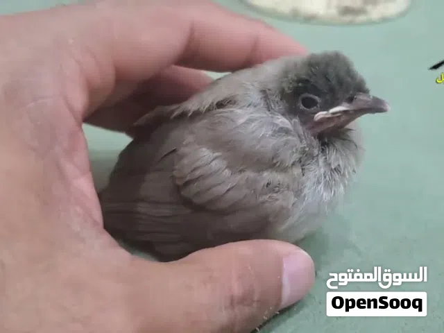افراخ بلابل صغار