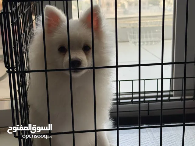 كلب بومرينيان