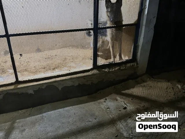اااااااتتتتتتتتتت