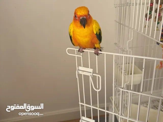 طير سن كنيور اليف جداً