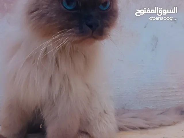 قطين هيملايا للبيع بسعب ممميز