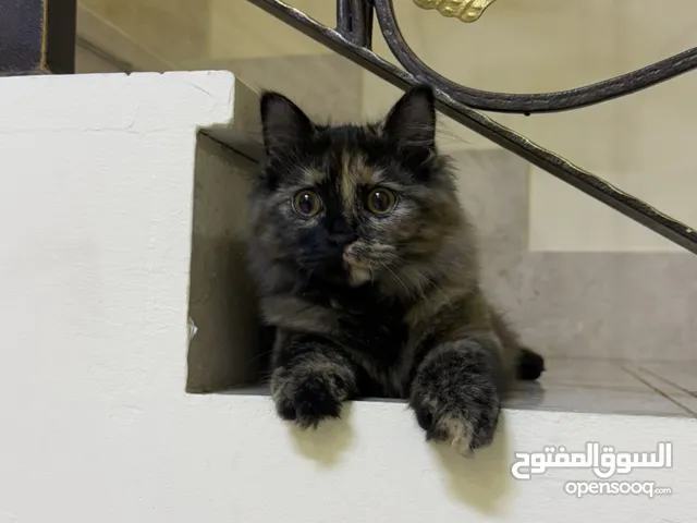 قط ذكر للتبني / Male cat for adoption