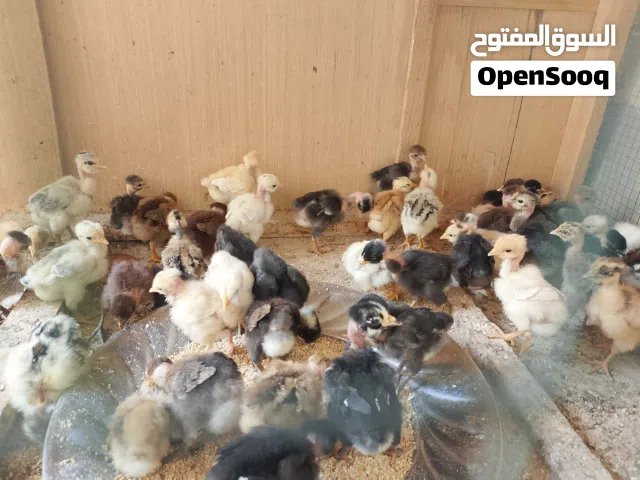 فراخ دجاج مشكل اقرأ الوصف وراسلني
