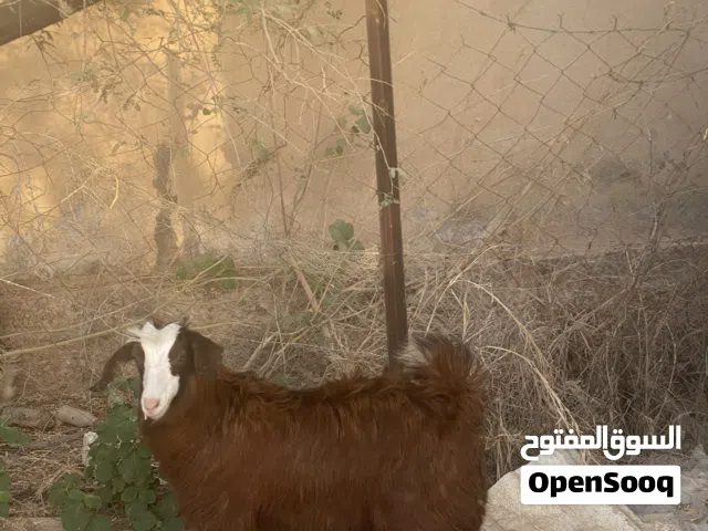 سخله للبيع من الحلال السعيدي