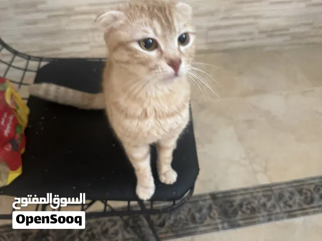 قطط سكوتش انثى العمر سنتين