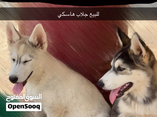 للبيع جراوت هاسكي